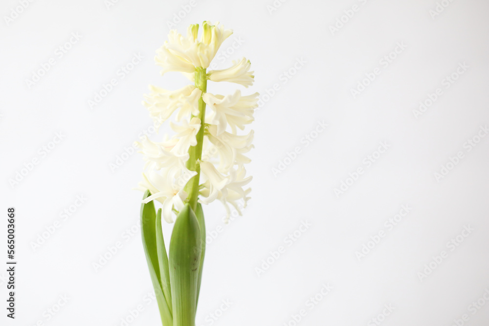 Growing hyacinth. Hyacinths bulb. Spring flower on white background