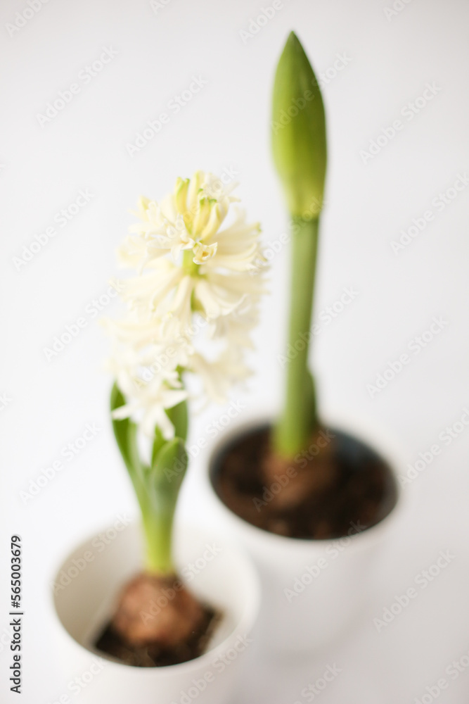 Beautiful white hyacinth flowers bloom and Amaryllis flower bud white pots Beautiful white hyacinth flowers bloom and Amaryllis flower bud white pots