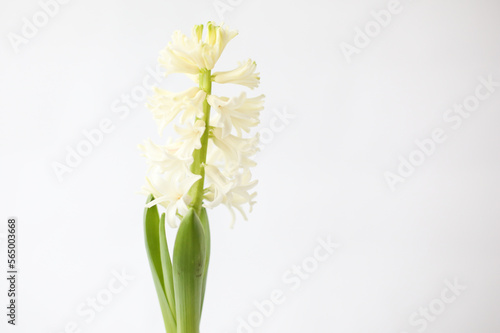 Growing hyacinth. Hyacinths bulb. Spring flower on white background