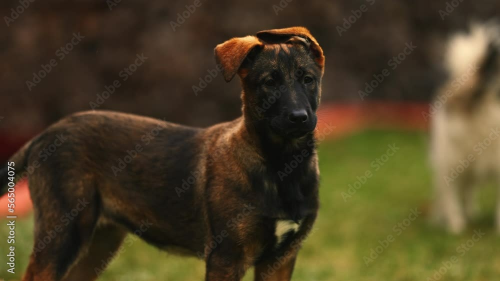 Portrait of a curious purebred Belgian Malinois puppy, twisting his head and listening, with adorable messy ears Portrait of a curious purebred Belgian Malinois puppy, twisting his head and listening, with adorable messy ears