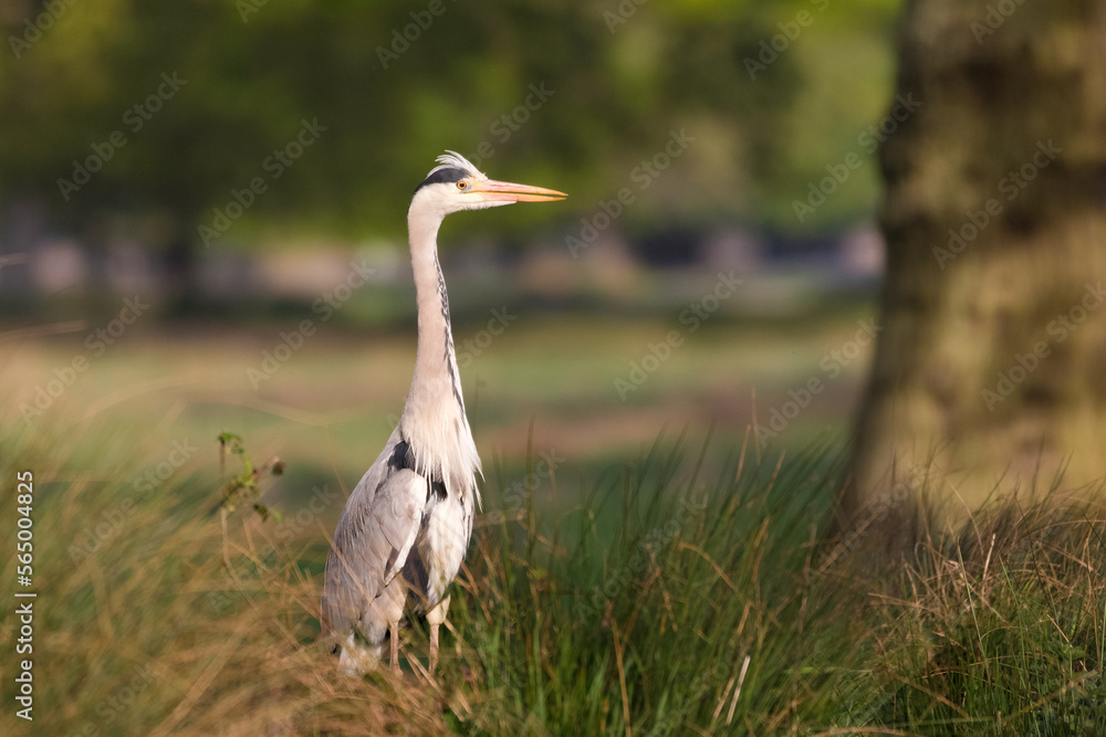 Grey heron in parkland Grey heron in parkland