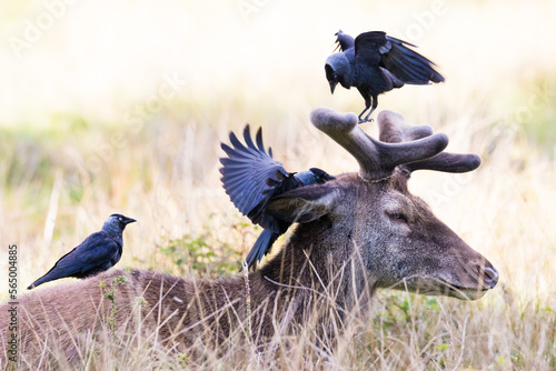 Fallow deer with 3 jackdaws squabbling over its fur.