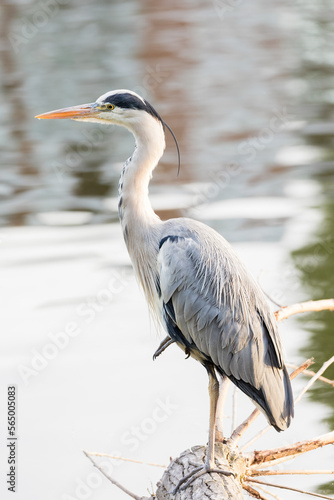 Grey heron perched on one leg on a log by the River Thames
