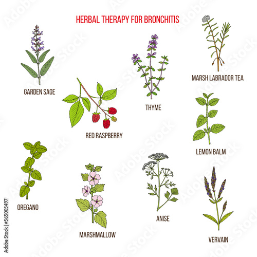 Herbal therapy for bronchitis