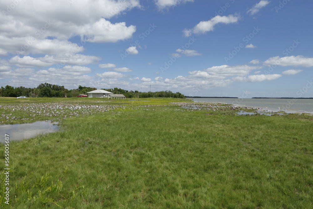 Fototapeta premium Everglades National Park, Florida, USA