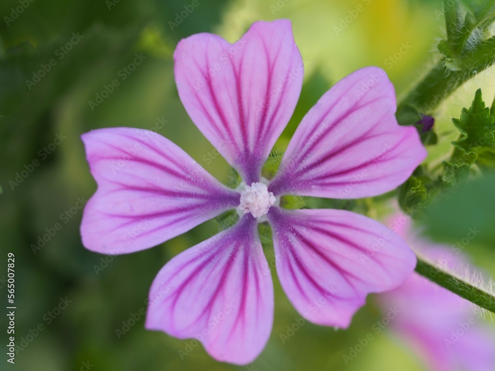 ウスベニアオイの花 ウスベニアオイの花