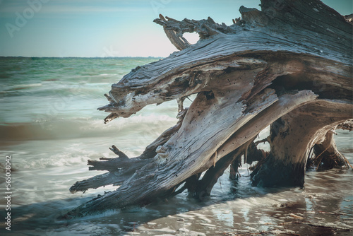 Dead tree on the beach of Sanibel Island  Florida USA