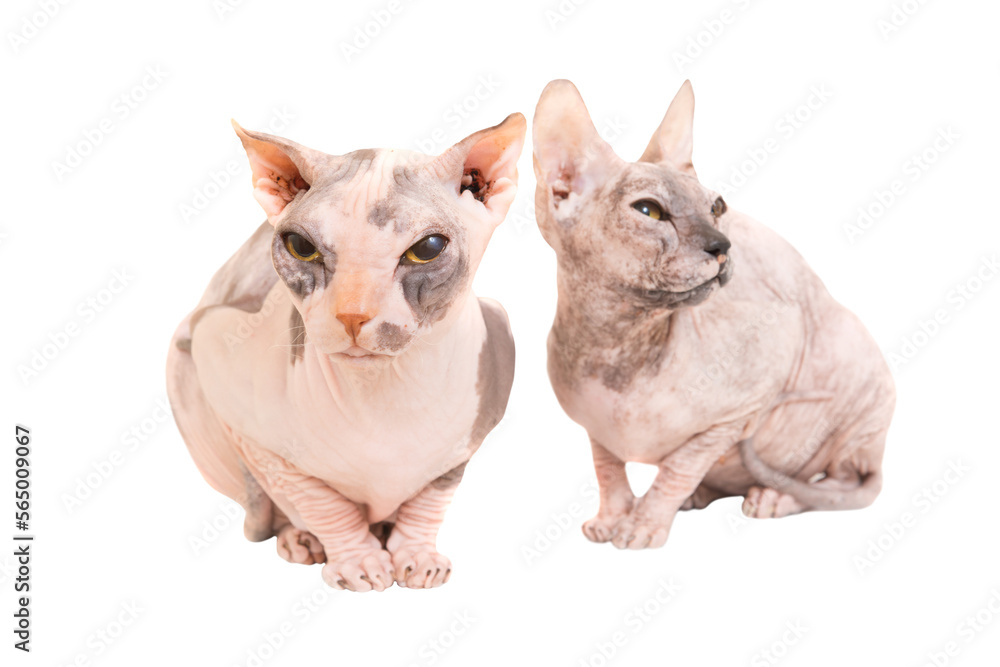 Two purebred sphinx cats in PNG isolated on transparent background. Ukrainian levkoy breed Two purebred sphinx cats in PNG isolated on transparent background. Ukrainian levkoy breed