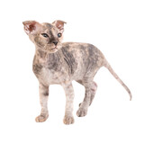 Grey sphinx cat, kitten in PNG isolated on transparent background. Ukrainian levkoy breed