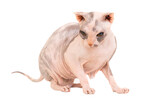 Purebred sphinx cat in PNG isolated on transparent background. Ukrainian levkoy breed