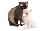 Black purebred sphinx cat and kitten in PNG isolated on transparent background. Ukrainian levkoy breed