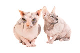 Two purebred sphinx cats in PNG isolated on transparent background. Ukrainian levkoy breed