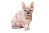 Purebred sphinx cat in PNG isolated on transparent background. Ukrainian levkoy breed
