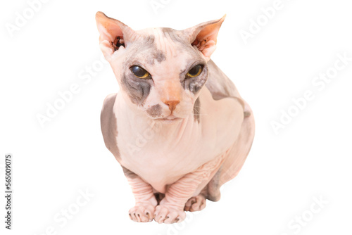 Sphinx cat in PNG isolated on transparent background. Ukrainian levkoy breed