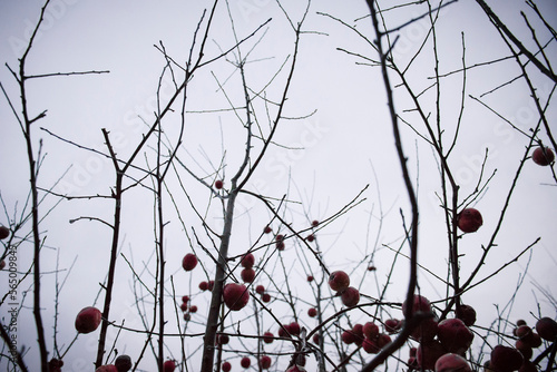 Low angle view of crabapples growing on bare tree against sky photo