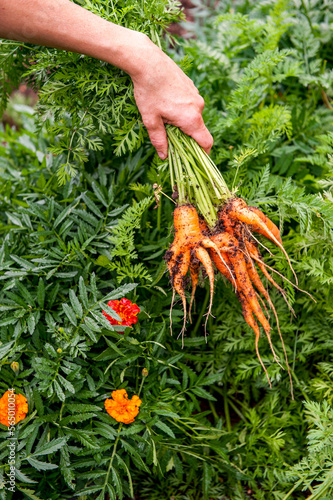 Hand of gardener holding bunch of freshly dug carrots, Halifax, NovaÂ Scotia, Canada photo