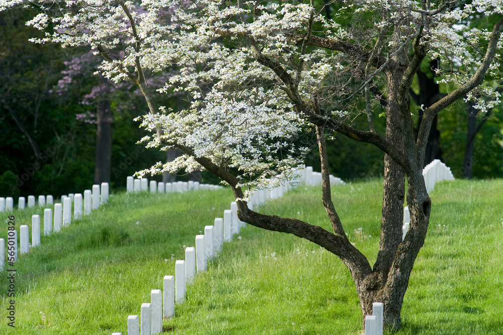 Rows of white gravestones and a dogwood tree in bloom in the spring at the Annapolis National Cemetery, Annapolis, Maryland. Rows of white gravestones and a dogwood tree in bloom in the spring at the Annapolis National Cemetery, Annapolis, Maryland.