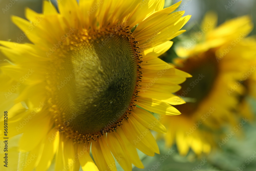 Obraz premium sunflower close up