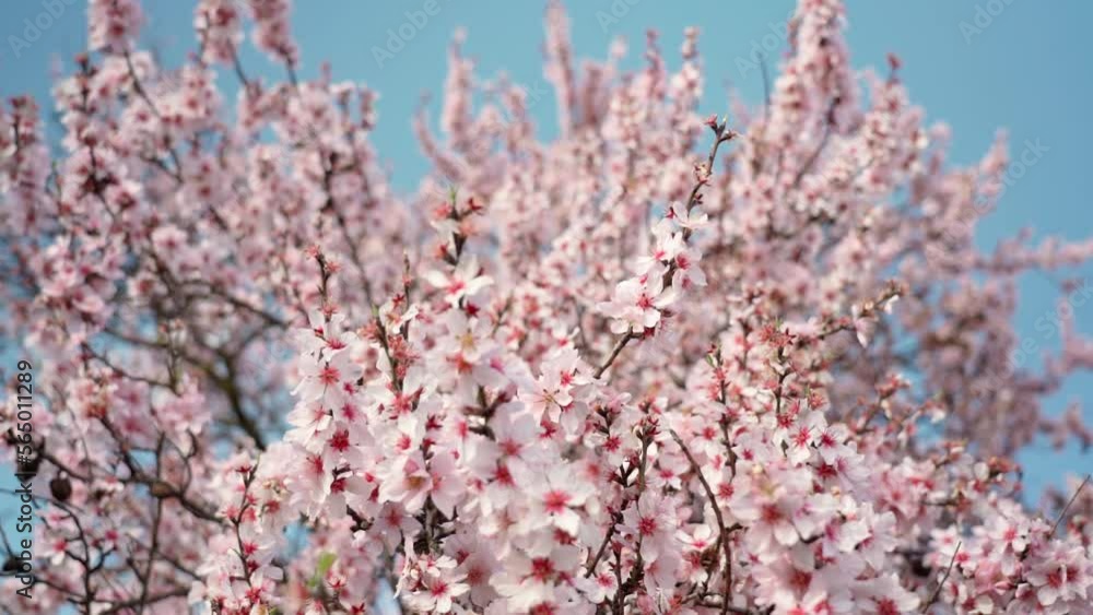 Spring flowering of almond trees with beautiful pink flowers with a nectar file for bees. A wonderful natural transformation. Spring flowering of almond trees with beautiful pink flowers with a nectar file for bees. A wonderful natural transformation.