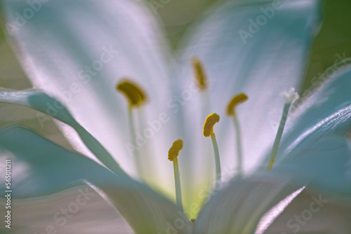 Close up of rain lily (Zephyranthes atamasca) flower with stamen visible photo