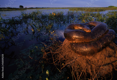 A female anaconda basks on a rock amidst water and grass, Venezuela.