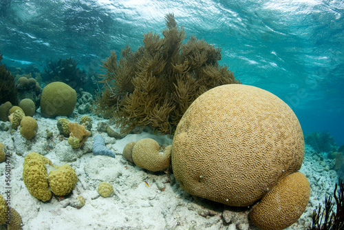 Large Brain coral (Diploria strigosa) rests in the shallow water near the island of Klein Bonaire. photo