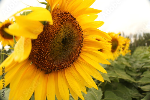 sunflower and bee