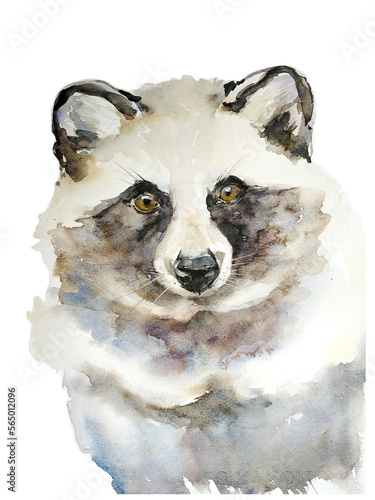 Japanese tanuki raccoon watercolor illustration.