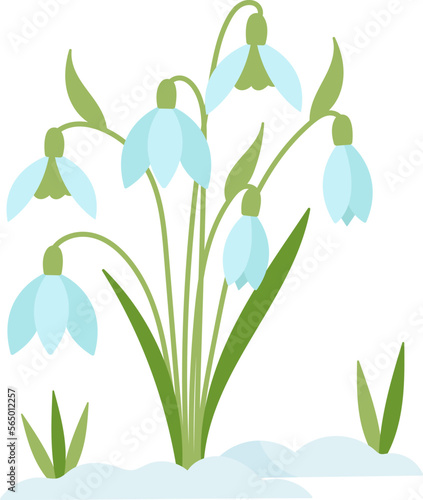 Snowdrop flowers flat icon Bloom stem and leaves