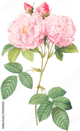 Beautiful vintage pink rose flowers illustration high quality die-cut transparent background. Digitally enhanced