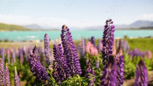 Purple lupines on shore of turquoise alpine lake in New Zealand photo