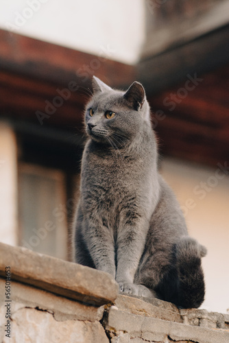 Stray British Shorthair 
