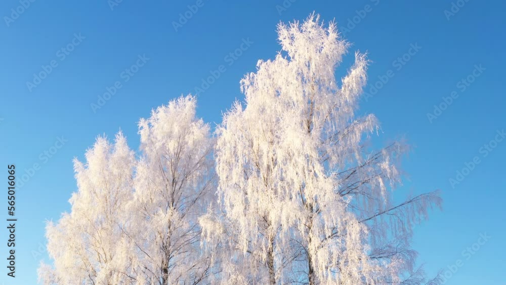 Frosty white sunlit winter tree tilt up view to clear cloudless blue sky Frosty white sunlit winter tree tilt up view to clear cloudless blue sky