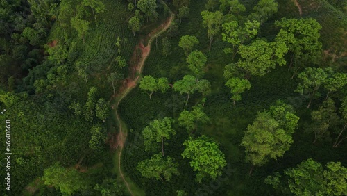 Cinematic aerial view of tea garden forest in Khadimnagar National Park, Sylhet. Drone flying backward photo