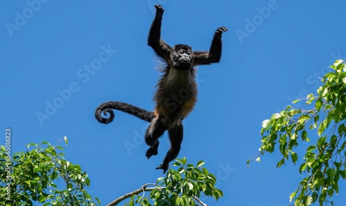 Howler monkey jump