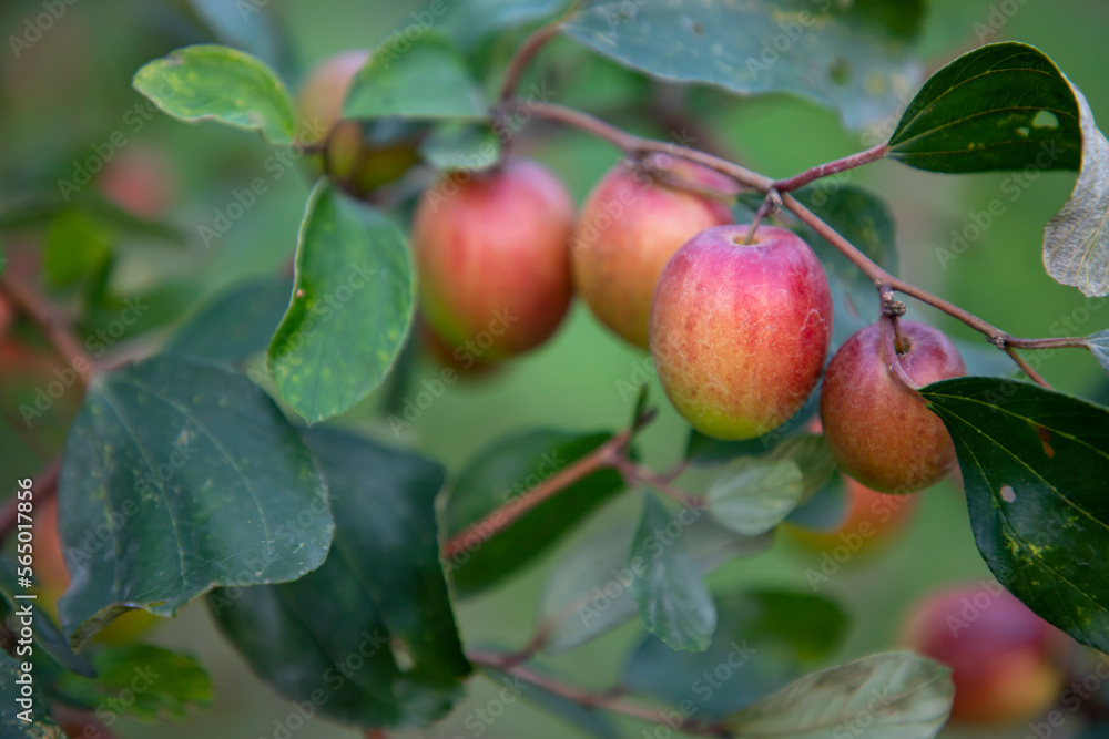 Red jujube fruits or apple kul boroi on a branch in the garden. Selective focus Red jujube fruits or apple kul boroi on a branch in the garden. Selective focus