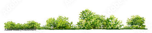 Vector watercolor of tree side view isolated on white background for landscape  and architecture drawing, elements for environment and garden, painting botanical for section and elevation 