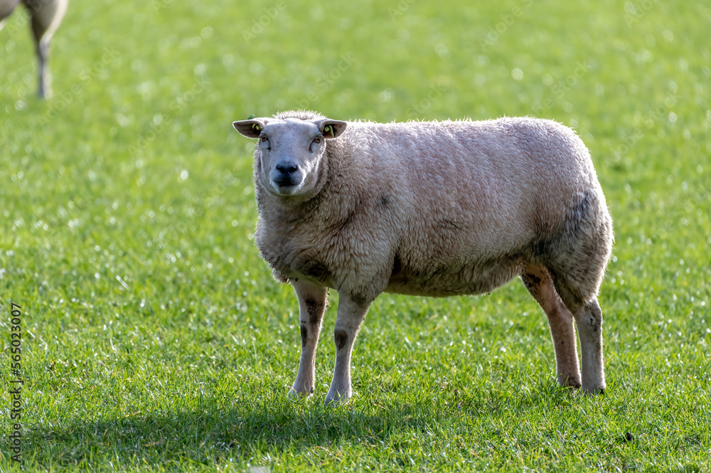 Fototapeta premium a sheep stands in the pasture on the green grass in the sun