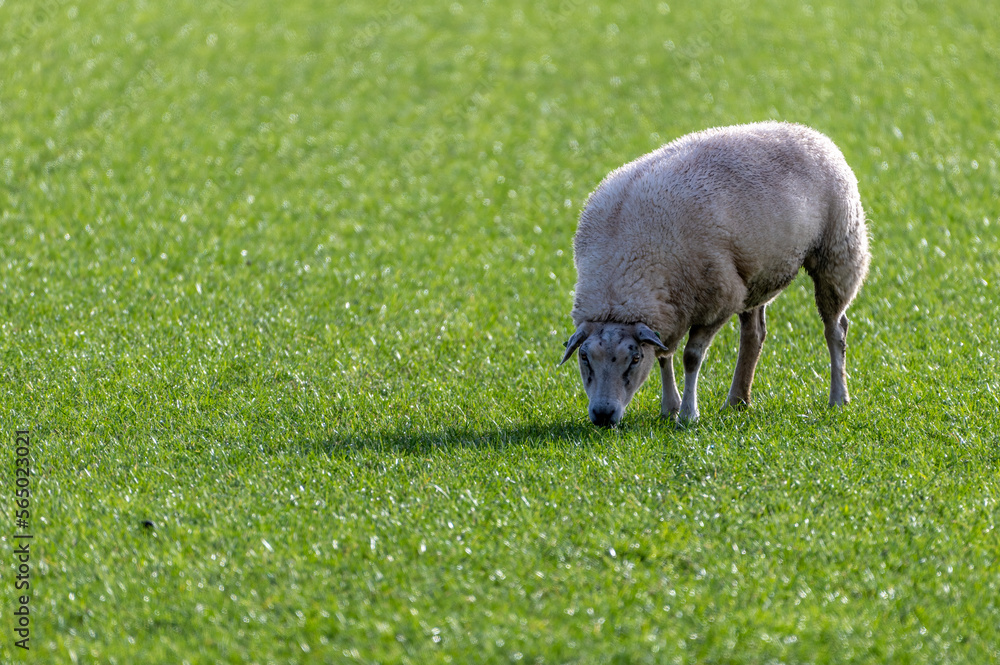 a sheep stands in the pasture on the green grass in the sun a sheep stands in the pasture on the green grass in the sun