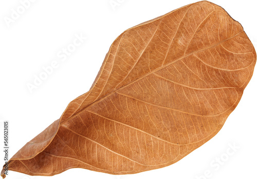 Dry leaves naturally.