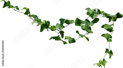 Wallpaper Mural Vine plant, green leaves Torontodigital.ca