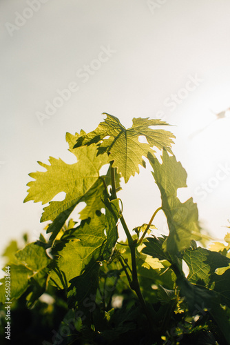 Feuille de vigne
