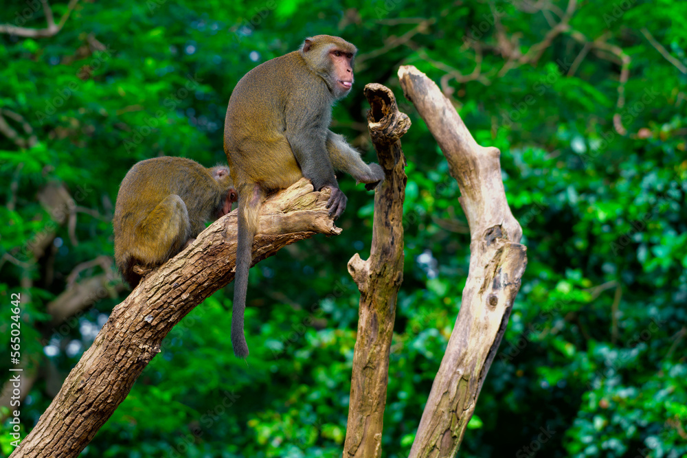 Obraz premium Monkey making different faces in a tree. Wildlife experience.