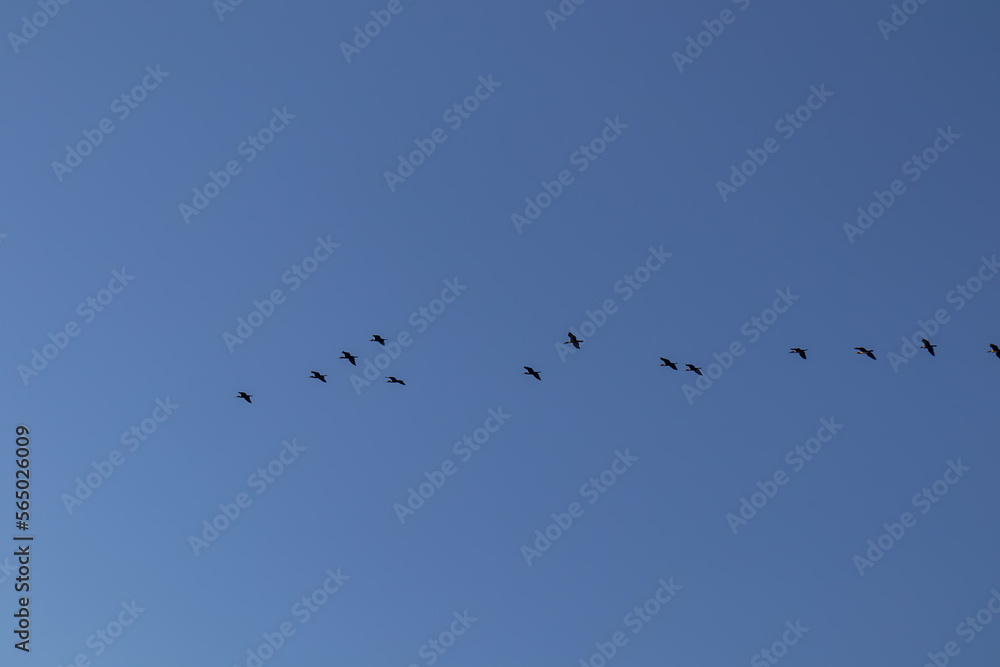 Flock of cormorant birds with blue background flying at sunrise in Lake Skadar National Park near Virpazar, Bar, Montenegro, Balkans, Europe. Bird watching in wilderness. Freedom concept