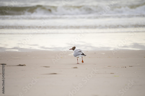 Wide shot of a black-headed gull in front of the ocean | Larus ridibundus