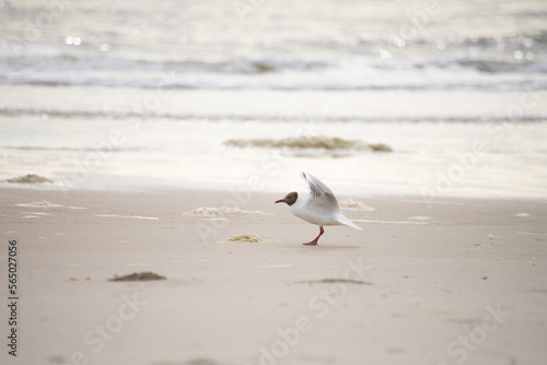 Black-headed gull on water and beach background