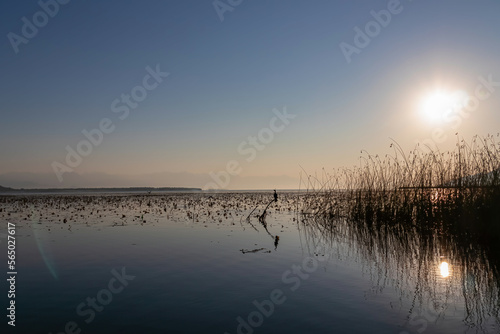 Silhouette of Pygmy cormorant bird sitting on tree branch at sunrise in Lake Skadar near Virpazar, Bar, Montenegro, Balkans, Europe. Amazing water reflection with Dinaric Alps. Mist over Crmnica river © Chris