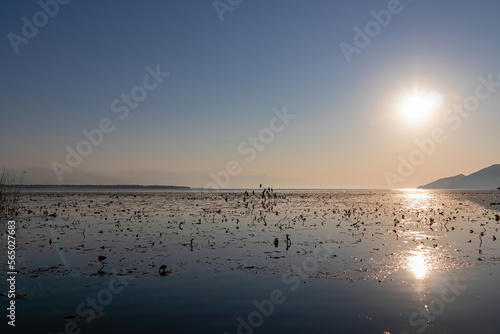 Silhouette of Pygmy cormorant bird sitting on tree branch at sunrise in Lake Skadar near Virpazar, Bar, Montenegro, Balkans, Europe. Amazing water reflection with Dinaric Alps. Mist over Crmnica river © Chris