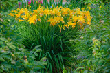 a bush of yellow daffodils in the garden. garden landscape