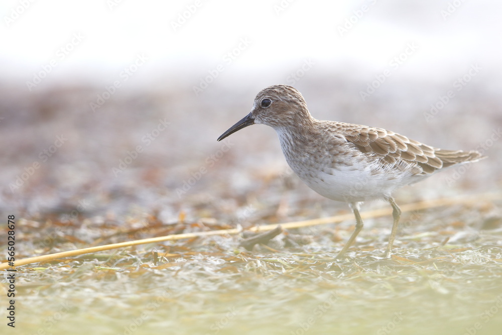 Least Sandpiper, Calidris minutilla, Everglades National Park, Florida, USA Least Sandpiper, Calidris minutilla, Everglades National Park, Florida, USA